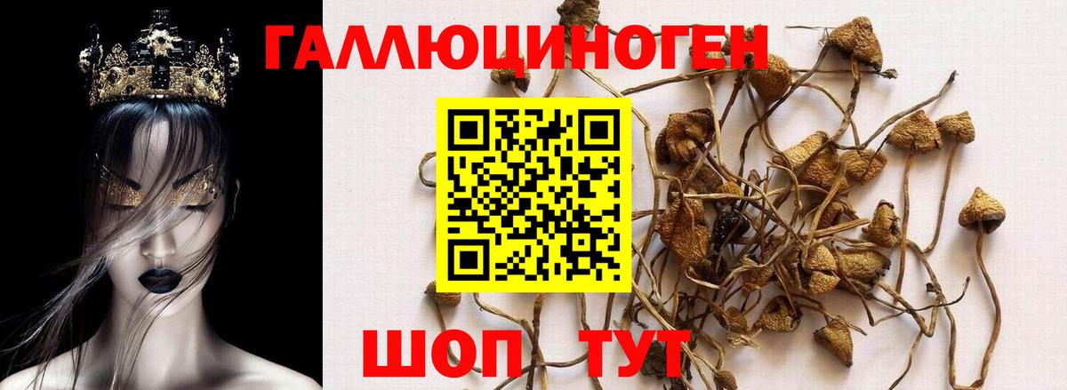 Галлюциногенные грибы Psilocybine cubensis Северобайкальск